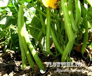овощная, фасоль, выращиваем, как вырастить, уход, полив, удобрение, особенности выращивания