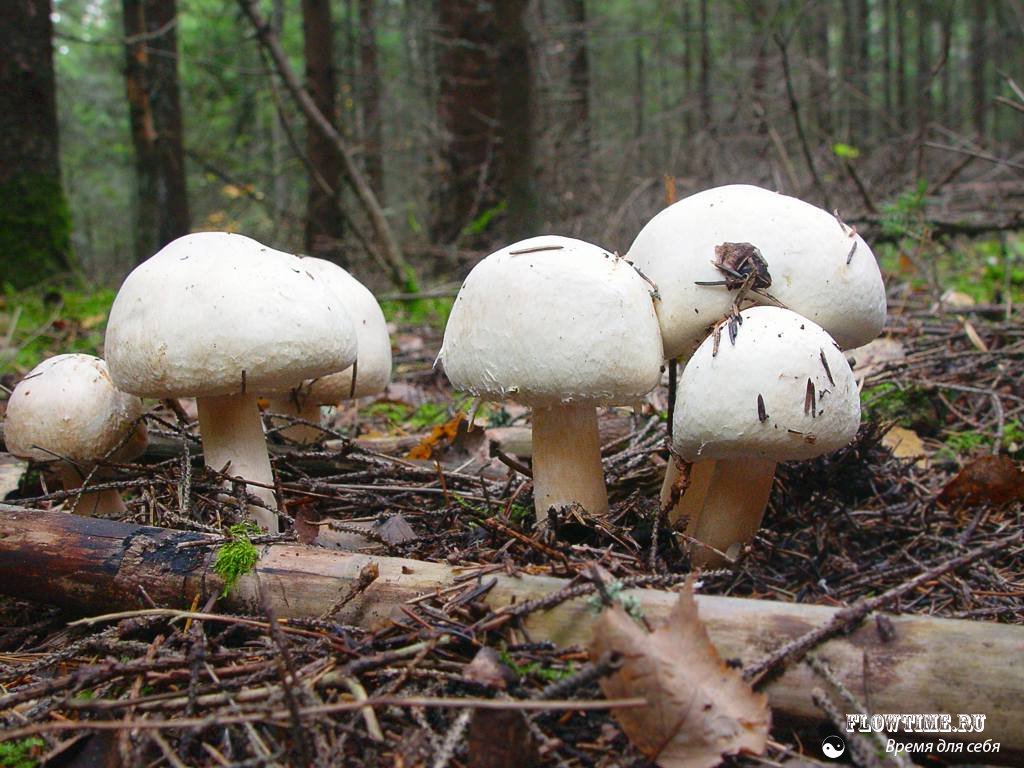 сыроежка, грибы, фото, где собирать, какие грибы растут, белый, гриб, опята, сосновом лесу, еловом лесу, березовом лесу, смешанном лесу, шампиньоны