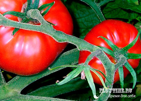 помидоры, выращивание, томатов, помидоров, в открытом, грунте, закрытом, теплице, уход, удобрения, болезни, помидор