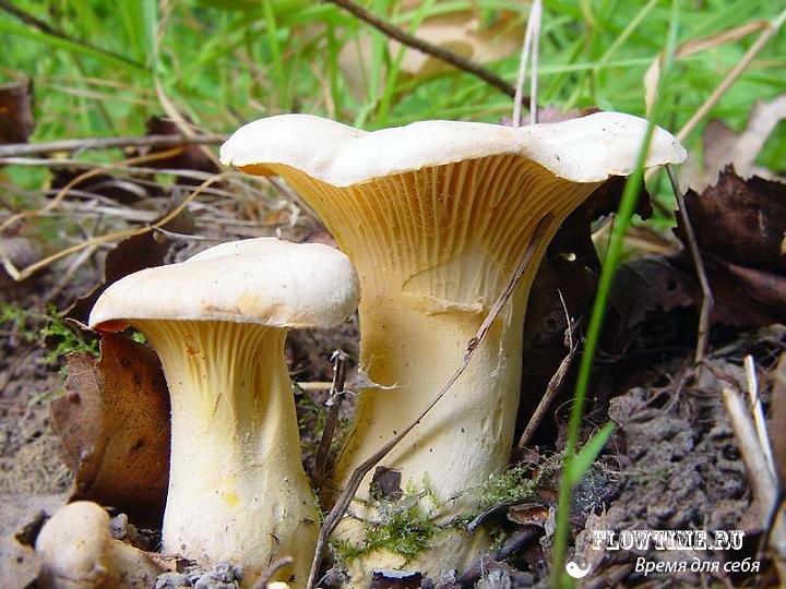 сыроежка, грибы, фото, где собирать, какие грибы растут, белый, гриб, опята, сосновом лесу, еловом лесу, березовом лесу, смешанном лесу, как определить