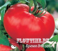 помидоры, томаты, сорта, сорт, томатов, данна, юниор, джинна, дина, бычье сердце
