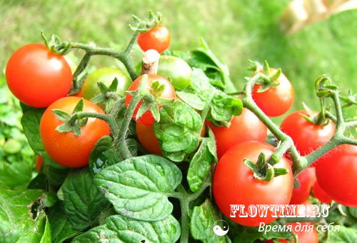 помидоры, выращивание, томатов, помидоров, в открытом, грунте, закрытом, теплице, уход, удобрения, болезни, помидор, рассада,