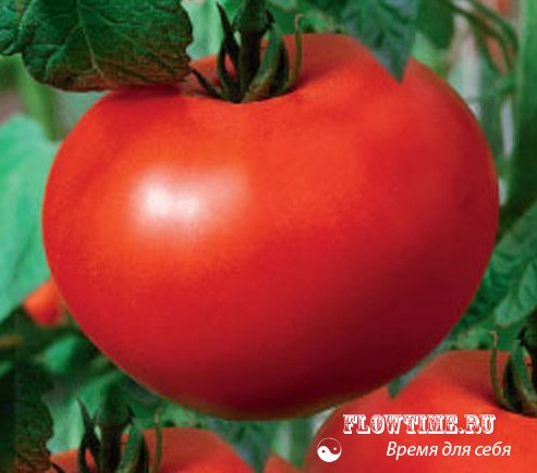 помидоры, выращивание, томатов, помидоров, в открытом, грунте, закрытом, теплице, уход, удобрения, болезни, помидор, рассада,