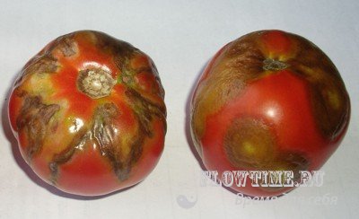 помидоры, выращивание, томатов, помидоров, в открытом, грунте, закрытом, теплице, уход, удобрения, болезни, помидор, рассада, мозаика, вершинная гниль, черная гниль