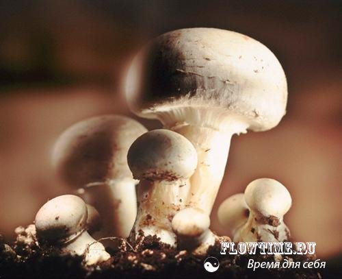сыроежка, грибы, фото, где собирать, какие грибы растут, белый, гриб, опята, сосновом лесу, еловом лесу, березовом лесу, смешанном лесу, шампиньоны