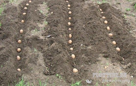 картофель, посадка, почва, обработка, вредители, картофеля, болезни, уход, прополка, окучивание, почва, удобрения, семена