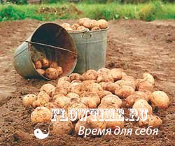 картофель, посадка, почва, обработка, вредители, картофеля, болезни, уход, прополка, окучивание, почва, удобрения, семена