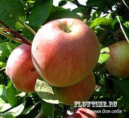 плоды, яблоки, яблоня, сорта, летние, выращивать, посадки, саженцы, уход, своими, руками, огород, сад