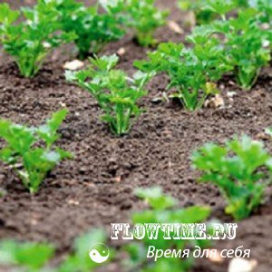 морковь, посадки, сев, огород, севооборот, уход, выращивание, сад, даче