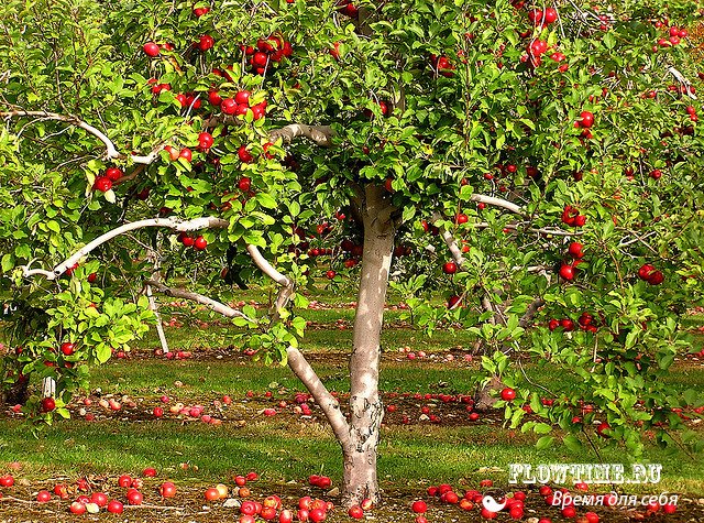 плоды, яблоки, яблоня, сорта, летние, выращивать, посадки, саженцы, уход, своими, руками, огород, сад